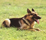 Adestramento de cães em Interlagos